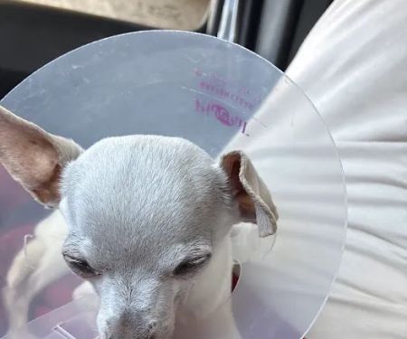 Pasadena Veterinary Urgent Care