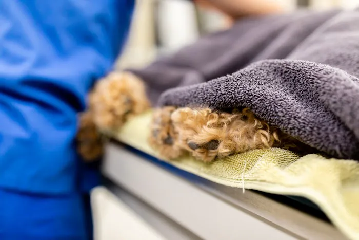 Sierra Madre Animal Hospital Picture 4