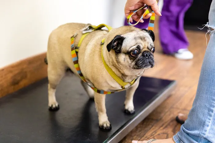 Sierra Madre Animal Hospital Picture 8