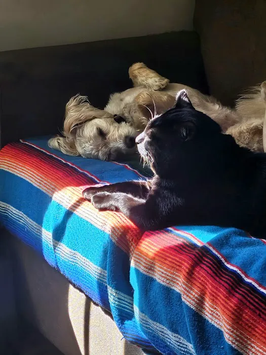 Whiskers To Tails Cat Hospital Picture 4