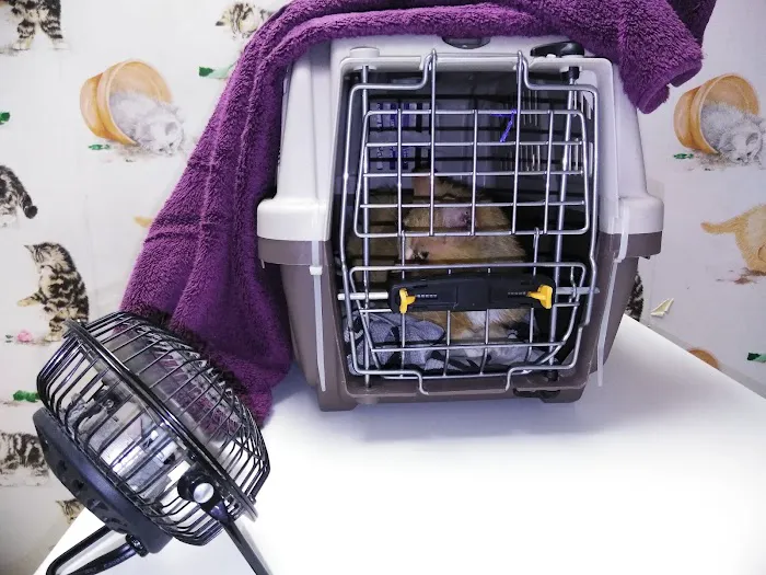 Whiskers To Tails Cat Hospital Picture 5
