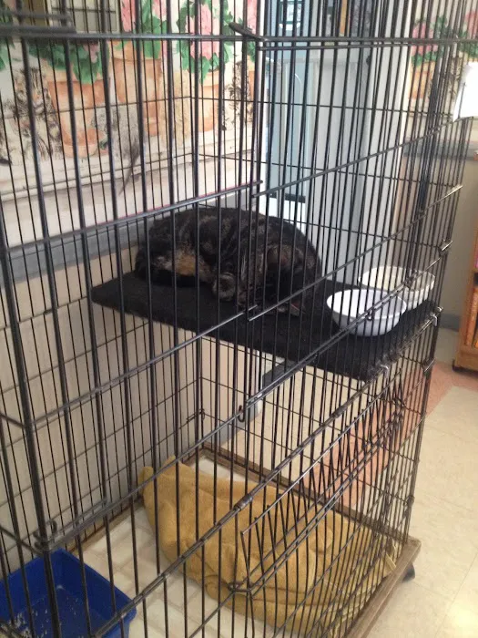 Whiskers To Tails Cat Hospital Picture 9