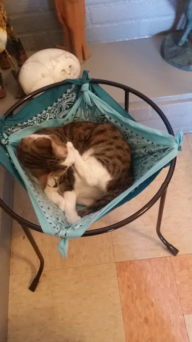 Whiskers To Tails Cat Hospital Picture 10