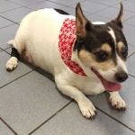 West Main Animal Hospital