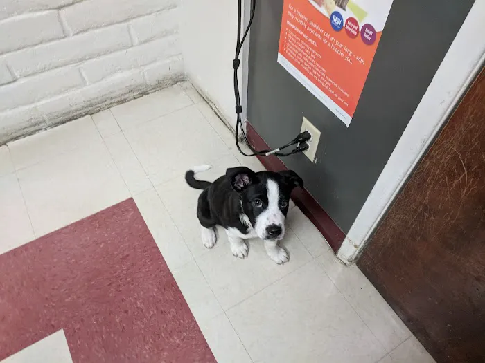 VCA Mission Animal Hospital Picture 1