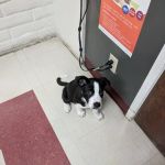 VCA Mission Animal Hospital