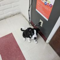 VCA Mission Animal Hospital ico