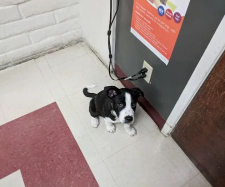 VCA Mission Animal Hospital