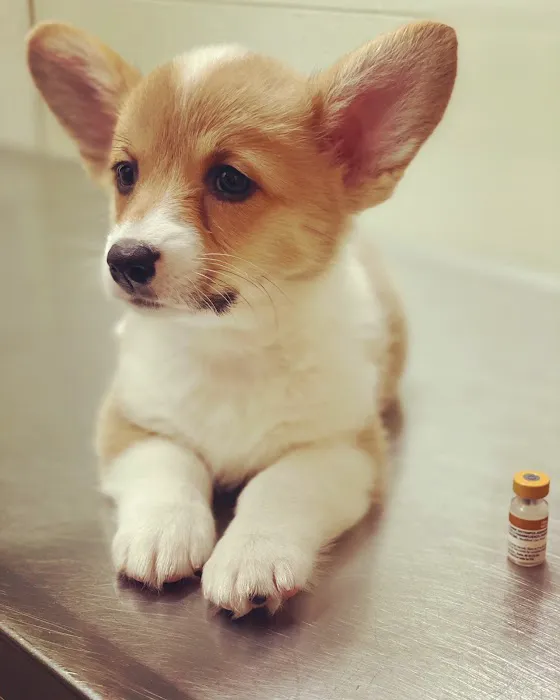 Alhambra Veterinary Hospital Picture 8
