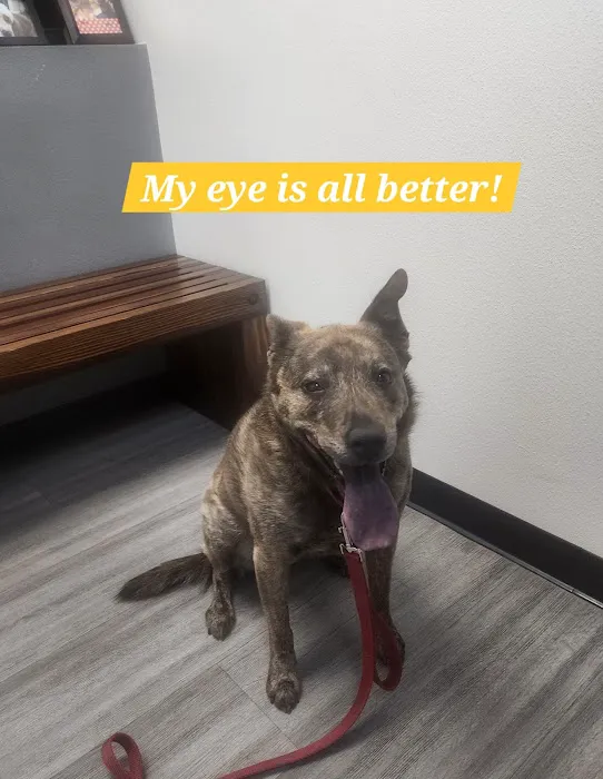 Veterinary Eye Clinic Alhambra Picture 1