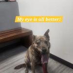 Veterinary Eye Clinic Alhambra