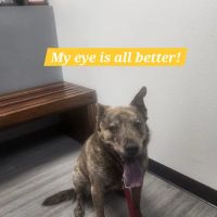 Veterinary Eye Clinic Alhambra ico