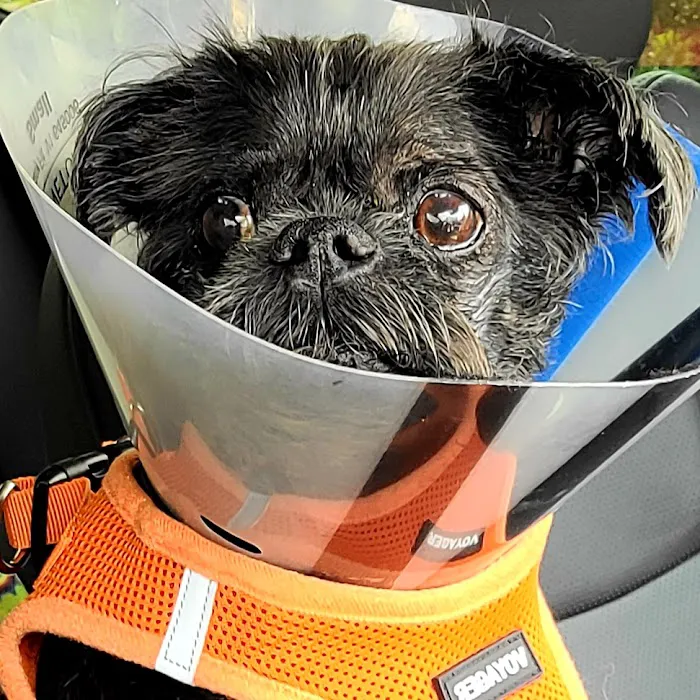 Veterinary Eye Clinic Alhambra Picture 6