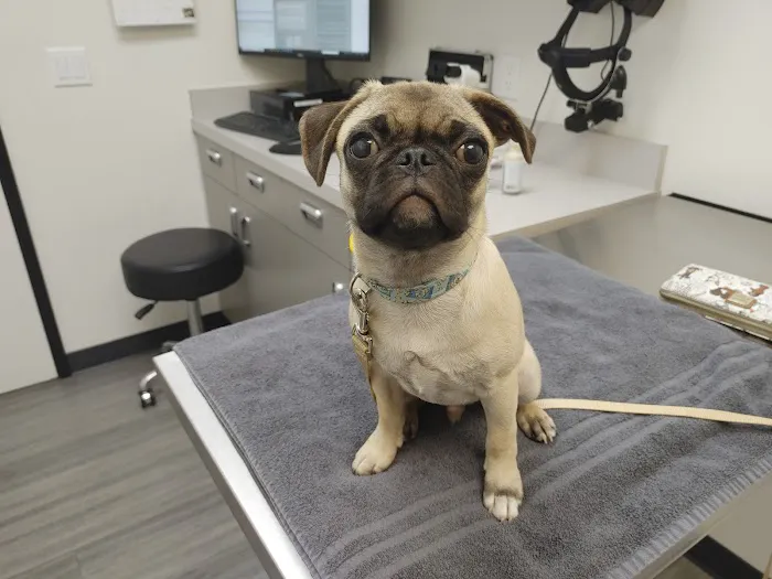 Veterinary Eye Clinic Alhambra Picture 9