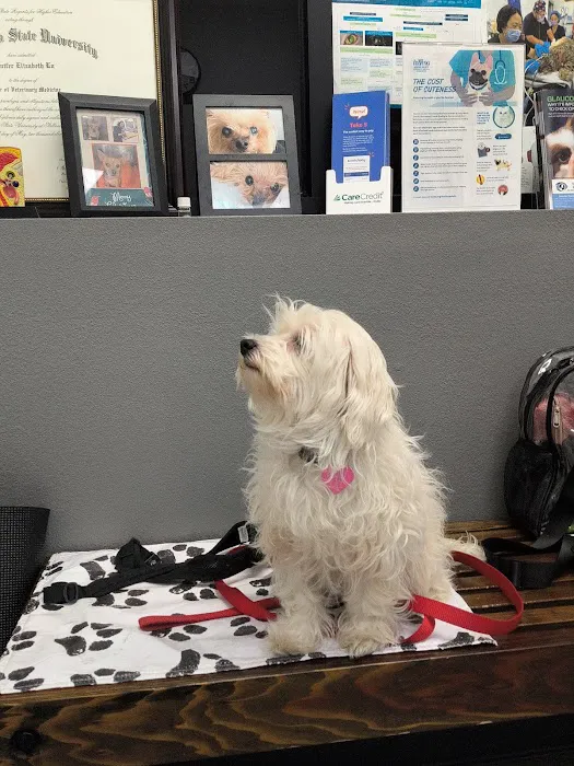 Veterinary Eye Clinic Alhambra Picture 10