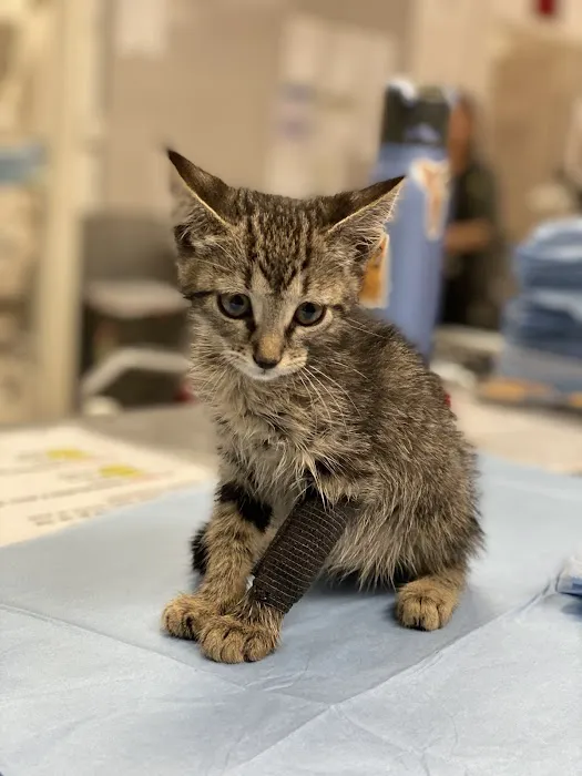 Mission Animal Hospital Picture 5