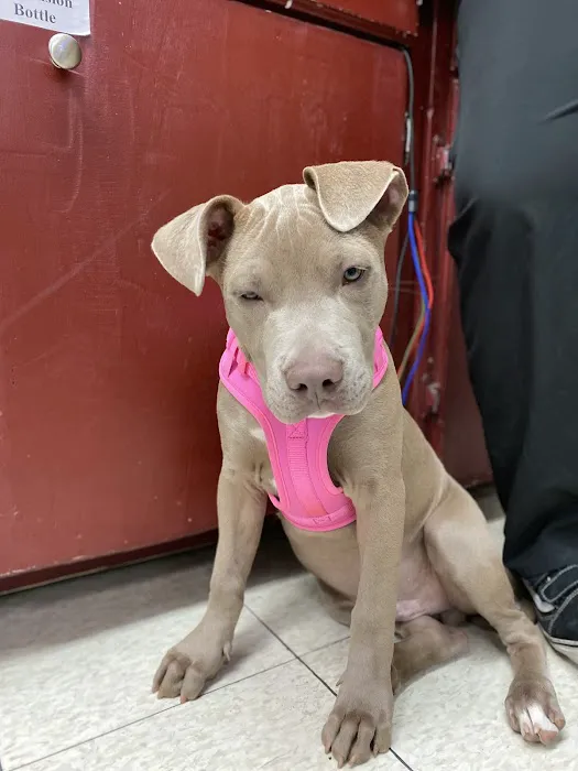 Mission Animal Hospital Picture 7