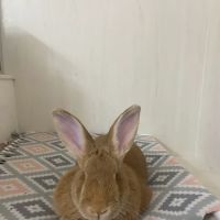 Palmdale Veterinary Hospital ico
