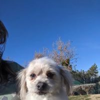 Animal Medical Center of The Antelope Valley ico