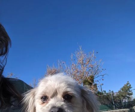 Animal Medical Center of The Antelope Valley