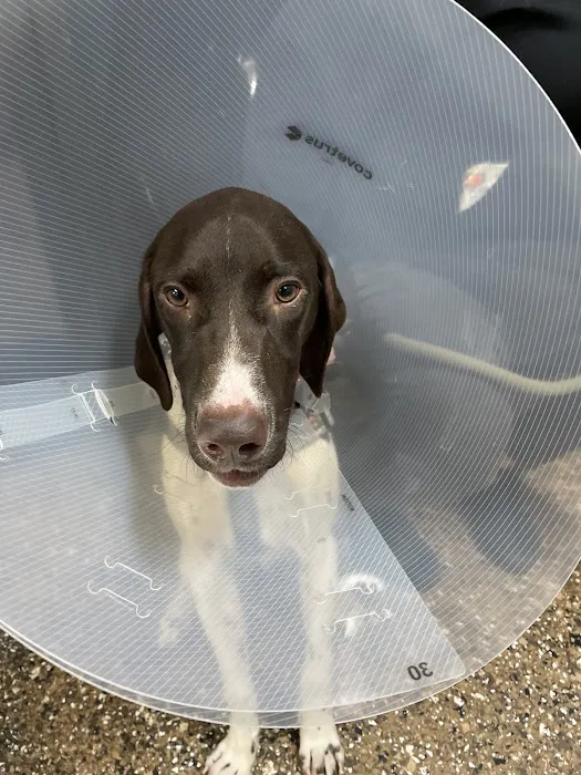 Pet Check Engine Animal Hospital Picture 1