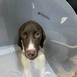 Pet Check Engine Animal Hospital