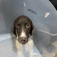 Pet Check Engine Animal Hospital ico