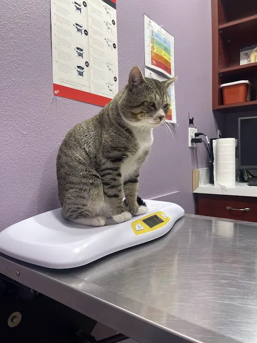 Pet Check Engine Animal Hospital Picture 2