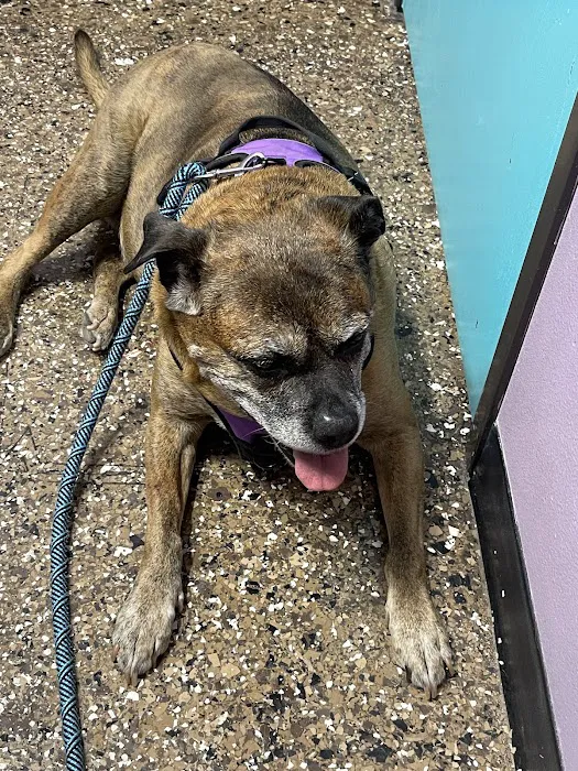 Pet Check Engine Animal Hospital Picture 7
