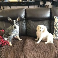 Antelope Valley Animal Hospital ico