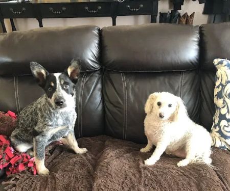 Antelope Valley Animal Hospital