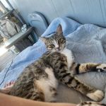Westside Animal Hospital Inc.