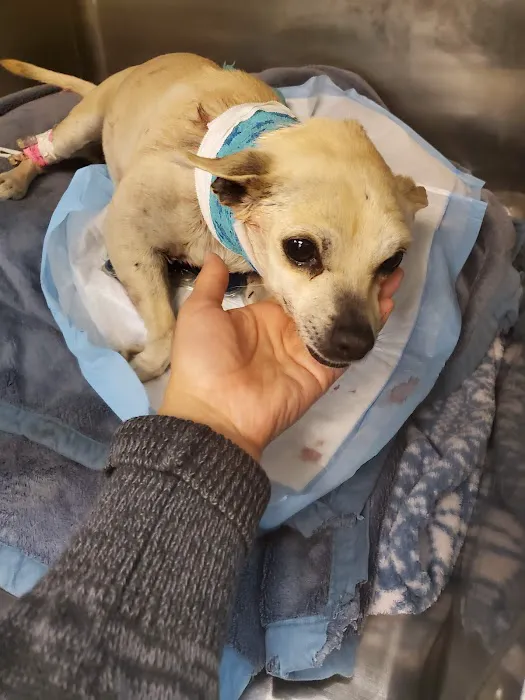AV Veterinary Center Picture 4