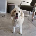 Zen Den Animal Wellness & Rehabilitation