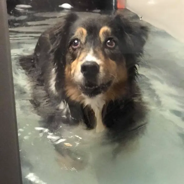 Zen Den Animal Wellness & Rehabilitation Picture 5