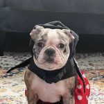 911 Vet Care