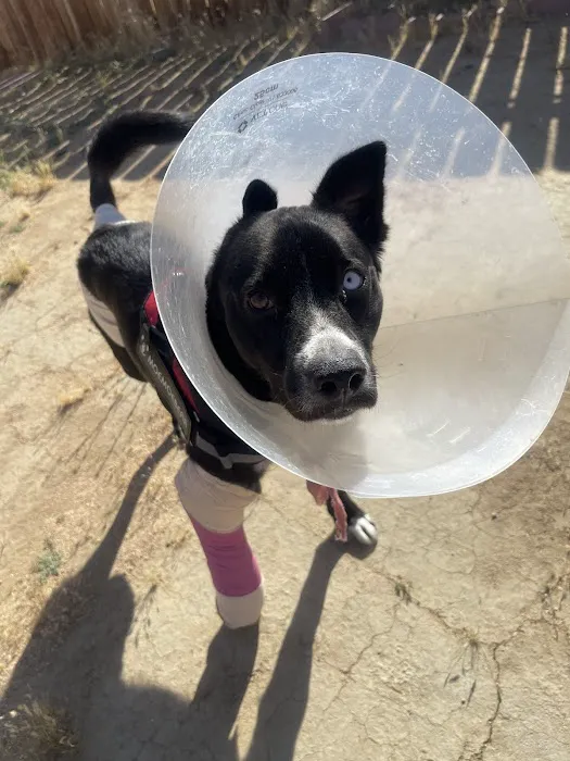 911 Vet Care Picture 7