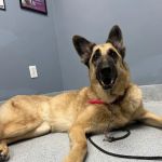 Plaza Del Amo Animal Hospital & Pet Keeper