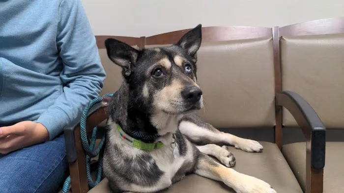 VCA Pacific Veterinary Center Picture 5