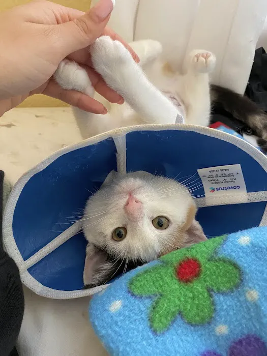 Galloway Cat Clinic Picture 9