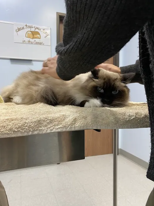 Galloway Cat Clinic Picture 10
