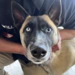 Thrive Pet Healthcare Urgent Care – Torrance