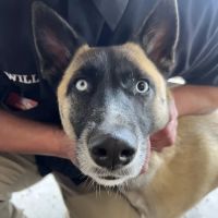 Thrive Pet Healthcare Urgent Care – Torrance ico