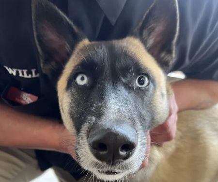 Thrive Pet Healthcare Urgent Care u2013 Torrance