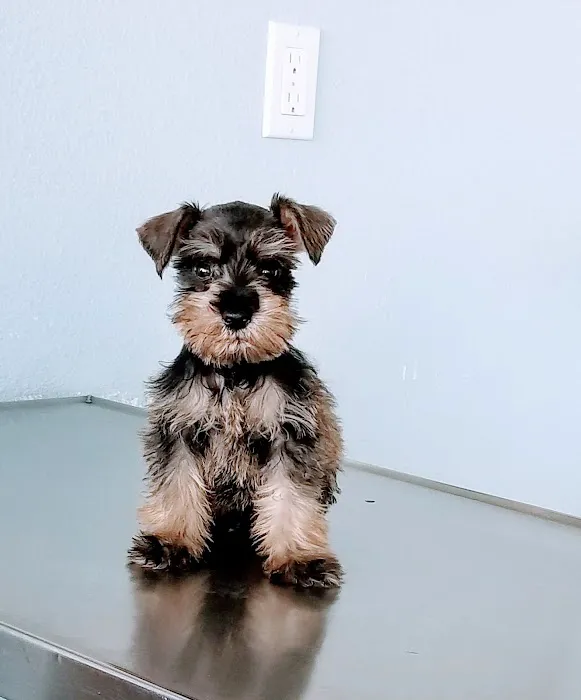 Monterey Park Animal Hospital Picture 10