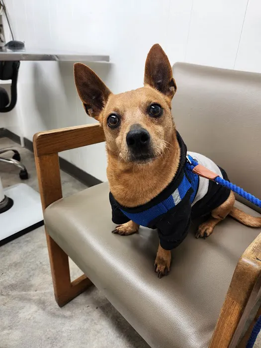 Montebello Veterinary Hospital Picture 4