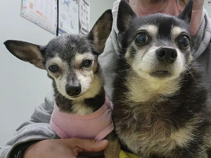 Montebello Veterinary Hospital Picture 5