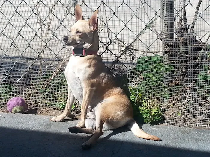 Montebello Veterinary Hospital Picture 8