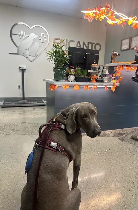 Encanto Animal Hospital Picture 6