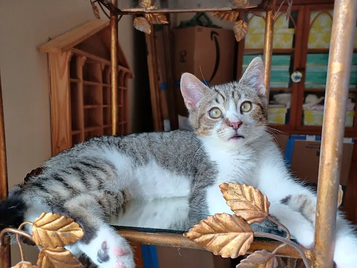 Encanto Animal Hospital Picture 5